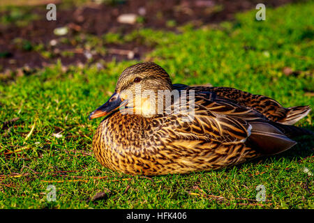 Weibliche Stockente sitzen auf der Wiese bei Sonnenuntergang. Stockfoto