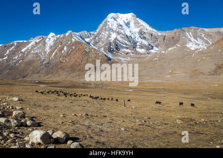 Himalaya Weiden Weide für wilde Yaks am Chopta Bergtal Nord-Sikkim, Indien. Stockfoto