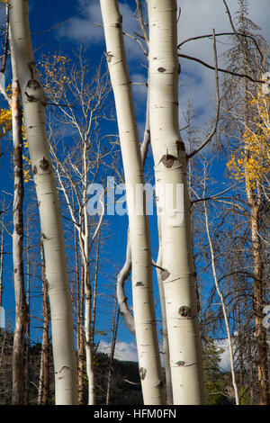 Beben Aspen in der Nähe von Boulder River, Beaverhead Deerlodge National Forest in Montana Stockfoto