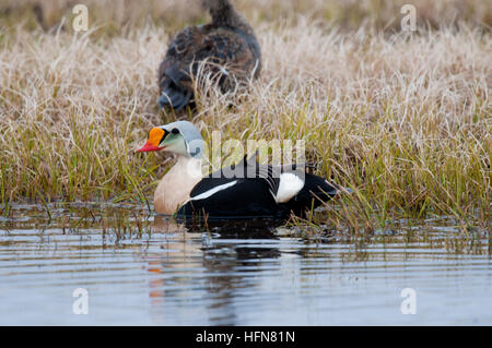 König Eiderente (Somateria californica Californica) am Rande der Tundra Teich in der Nähe von Barrow Alaska Stockfoto