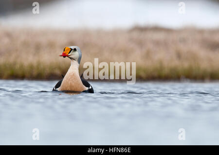 Drake König Eiderenten (Somateria Spectabilis Spectabilis) auf Tundra Teich in der Nähe von Barrow, Alaska Stockfoto