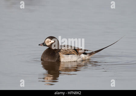 Männliche Eisente (Clangula Hyemalis) auf Tundra Teich in der Nähe von Barrow, Alaska Stockfoto