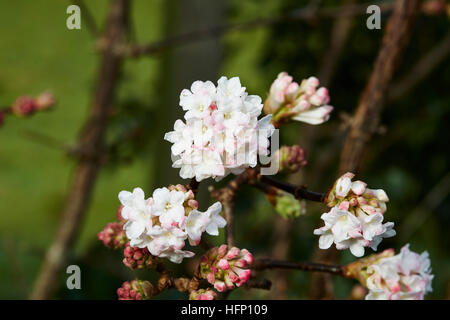 Eine Gruppe von Viburnum Bodnantense Blumen mit einem dunklen Hintergrund, Stockfoto