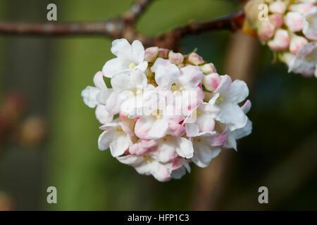 Eine Blume ein Viburnum Bodnantense mit einem dunklen Hintergrund, Stockfoto