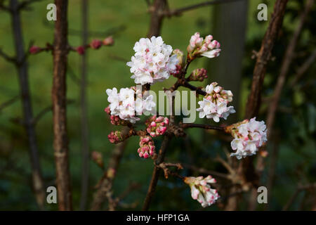 Eine Gruppe von Viburnum Bodnantense Blumen mit einem dunklen Hintergrund, Stockfoto