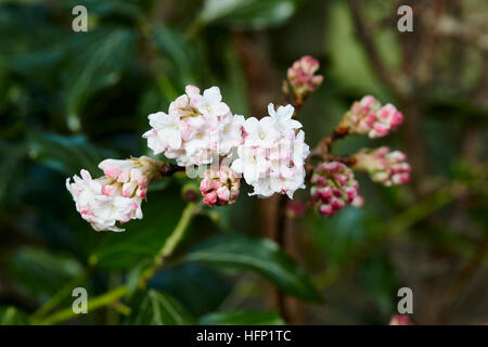 Viburnum Bodnantense zeigt offene Blüten mit ungeöffneten Knospen Stockfoto