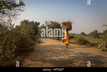 Ländliche Indianerin trägt Holz auf dem Kopf zum Brennen auf ihr Dorf in Bankura, West Bengal, Indien. Stockfoto