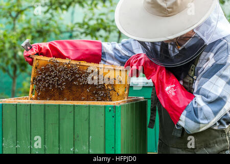Imker bei der Arbeit Anzug mit Wabe, voller Honig, Imker Inspektionsrahmen Stockfoto