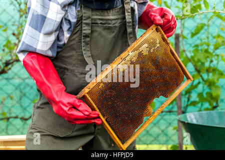 Imker bei der Arbeit Anzug mit Wabe, voller Honig, Imker Inspektionsrahmen Stockfoto
