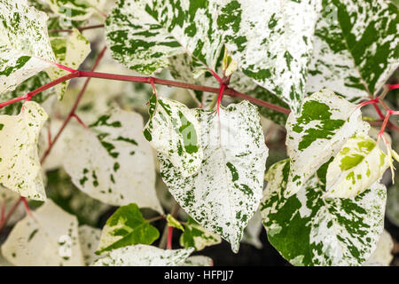 Japanischer Knospen, Fallopia japonica 'Variegata' mit der marmorierten Wirkung der Blätter Reynoutria japonica, bunte Blätter der Pflanze Stockfoto