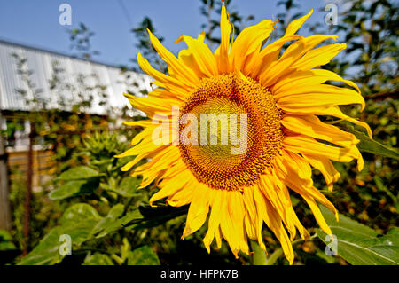 Sonnenblume in einem Hausgarten Stockfoto