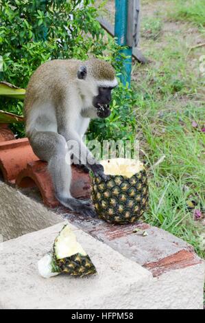 Vervet Affen auf einer niedrigen Mauer, genießen Sie eine frische Ananas Stockfoto