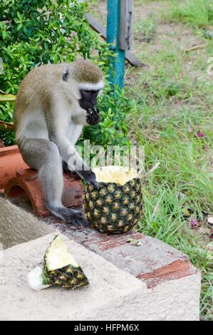 Vervet Affen auf einer niedrigen Mauer, genießen Sie eine frische Ananas Stockfoto