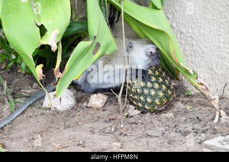 Vervet Affen auf einer niedrigen Mauer, genießen Sie eine frische Ananas Stockfoto