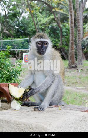 Vervet Affen auf einer niedrigen Mauer, genießen Sie eine frische Ananas Stockfoto