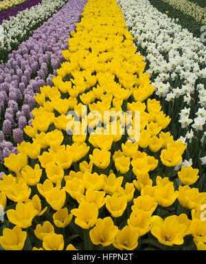 Betten Hayacinths, Tulpen und Narzissen im Keukenhof Gardens, Lisse, Niederlande Stockfoto