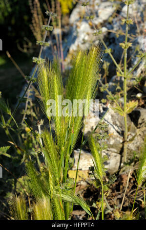Wand-Gerste, Hordeum murinum Stockfoto