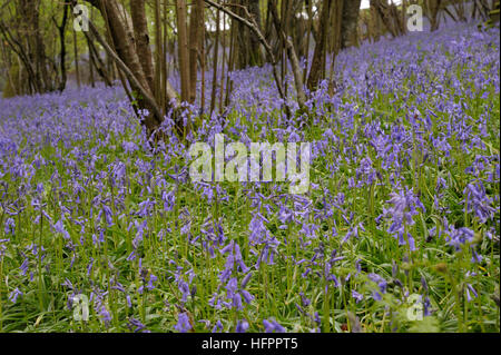 Bluebell, Hyacinthoides non-scripta Stockfoto