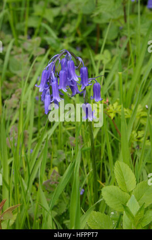 Bluebell, Hyacinthoides non-scripta Stockfoto