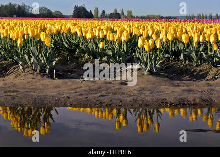 WA13051-00... WASHINGTON - gelbe Tulpen wachsen in einem kommerziellen Birne Feld in einer Pfütze im Skagit River Delta widerspiegelt. Stockfoto