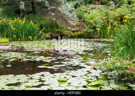 Grün-Seerosen mit Blüten in einem Garten-See mit Enten und Schildkröten Stockfoto