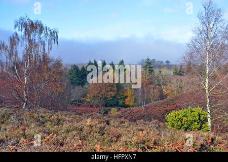 Rockford Common in den New Forest National Park. Stockfoto