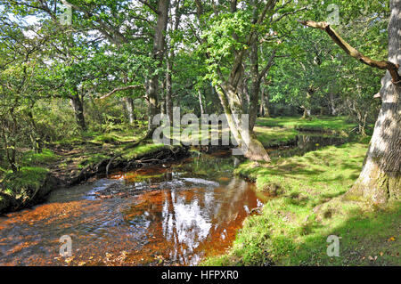 New Forest Stream in der Nähe von Puttles Brücke im New Forest National Park in Hampshire, England. Stockfoto