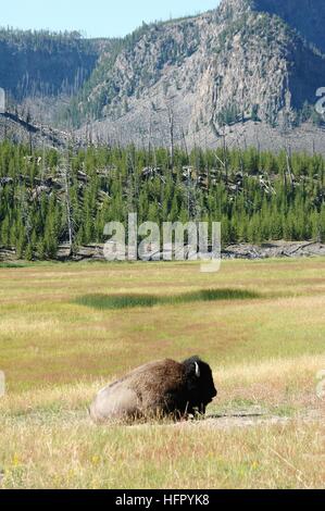 Landschaft des Yellowstone mit einem Büffel im Gras Stockfoto