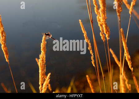 Golden Gras mit Libelle in der Abendsonne Stockfoto