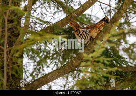 Ruffed Grouse (Bonasa Umbellus) thront auf einem Ast. Stockfoto