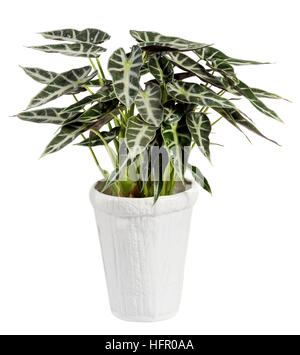 Schließen Sie sich attraktive Alocasia Pflanze mit dunkle grüne Blätter auf weiß einfach Topf isoliert auf weißem Hintergrund. Stockfoto