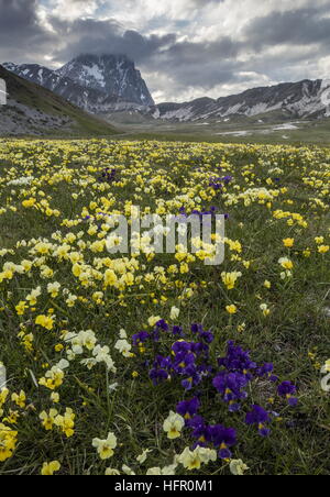 Massen der Apenninen Stiefmütterchen, Viola Eugeniae mit Corno Grande (2912m) über; Gran Sasso Nationalpark, Apennin, Italien. Stockfoto