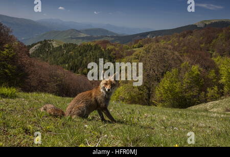 Rotfuchs, hoch in den Monti Sibillini Nationalpark, Apennin, Italien. Stockfoto