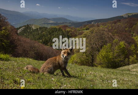 Rotfuchs, hoch in den Monti Sibillini Nationalpark, Apennin, Italien. Stockfoto