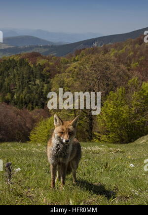 Rotfuchs, hoch in den Monti Sibillini Nationalpark, Apennin, Italien. Stockfoto