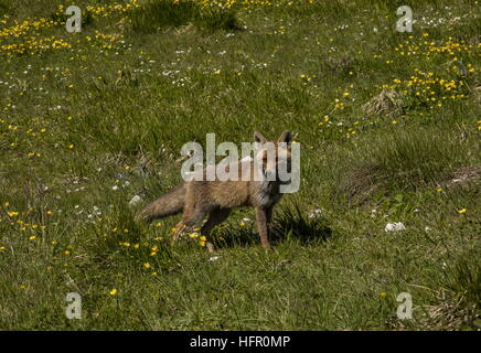Rotfuchs, in blühenden Wiesen im Frühjahr. Stockfoto