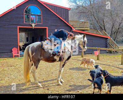 Ein junges Mädchen in einer Scheune, immer bereit, ihr Pferd zu reiten, sind die Hunde beobachten. Stockfoto