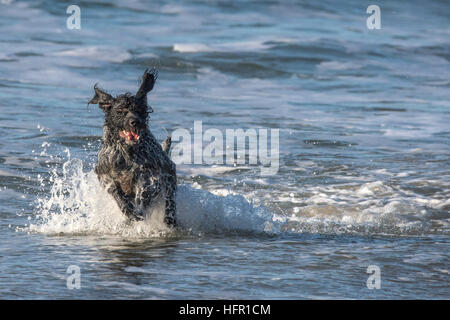 Ein deutscher Wirehaired Pointer genießen spielen im Meer. Stockfoto