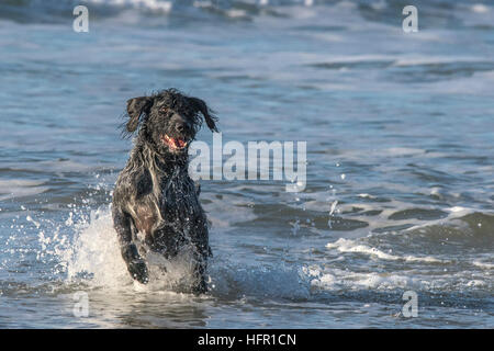 Ein deutscher Wirehaired Pointer genießen spielen im Meer. Stockfoto