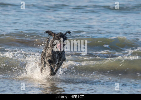 Ein deutscher Wirehaired Pointer genießen spielen im Meer. Stockfoto