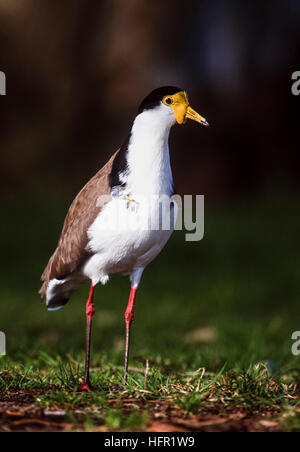 Maskierte Plover, formal Sporn - winged Plover, (Vanellus Meilen novaehollandiae), carpal Flügel zeigen, Sporen, New South Wales, Australien Stockfoto