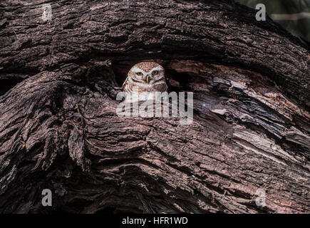 Owlet (Athene Brama), entdeckt Keoladeo Ghana Nationalpark, Rajasthan, Indien Stockfoto