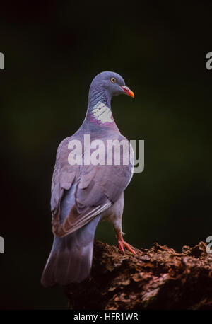 Waldtaube, Columba Palumbus, hoch oben auf einem Ast, England, Großbritannien Stockfoto