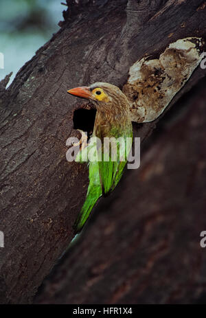 Große grüne Barbet oder unter der Leitung von Brown Barbet, (Psilopogon Zeylanicus), am Nest Loch, Keoladeo Ghana Nationalpark, Rajasthan, Indien Stockfoto