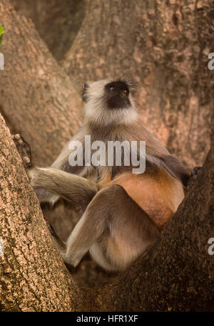 Hanuman-Languren oder grau Languren, (Semnopithecus Entellus), sitzt in einem Banyanbaum, Rajasthan, Indien Stockfoto