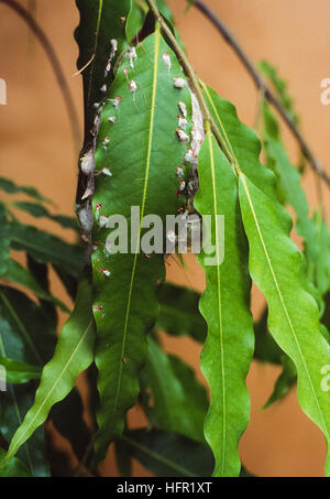 Gewöhnliches Rückvögel-Nest, Orthotomus sutorius, konstruiert mit Blättern, die mit Spinnennetzen und Pflanzenfasern genäht sind, Rajasthan, Indien Stockfoto