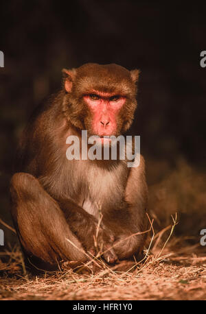 männliche Rhesus-Makaken,(Macaca mulatta) sitzt im Baum Schatten Schatten, Keoladeo Ghana Nationalpark, Rajasthan, Indien Stockfoto