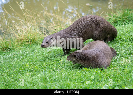 Eurasische Fischotter (Lutra Lutra) am Ufer des Flusses Stockfoto