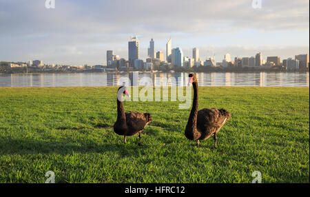 Zwei schwarze Schwäne im Vorland der South Perth mit Perth Stadt und den Swan River in der Ferne Stockfoto