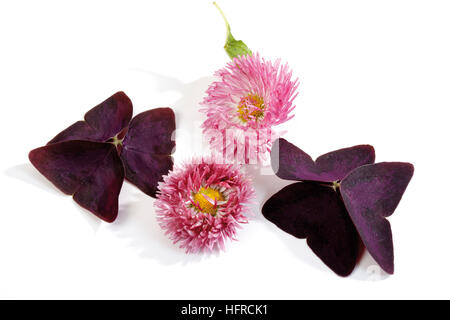 Rote Nelken und Gänseblümchen (Bellis) Stockfoto